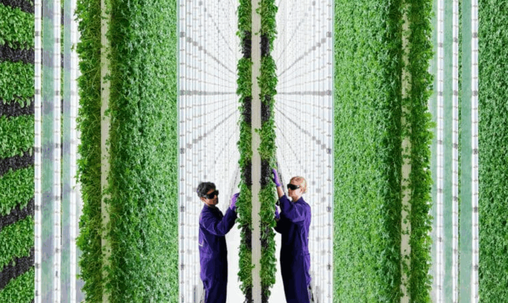 Shoppers can subscribe to their own plot of indoor-grown greens